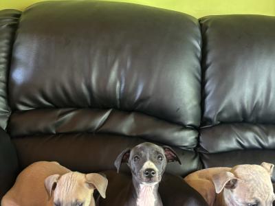 Italian Whippets / Greyhounds