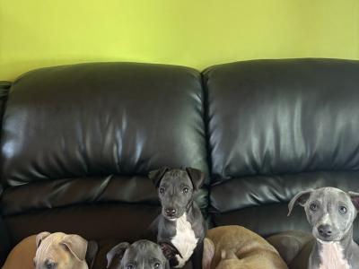 Italian Whippets / Greyhounds