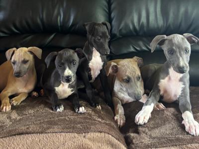 Italian Whippets / Greyhounds