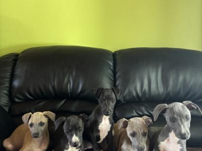 Italian Whippets / Greyhounds