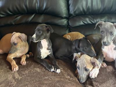 Italian Whippets / Greyhounds