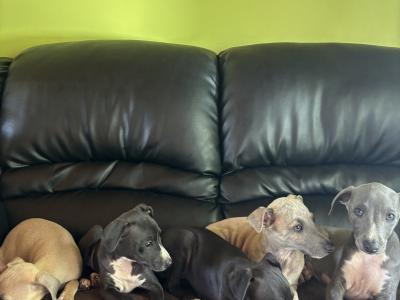 Italian Whippets / Greyhounds