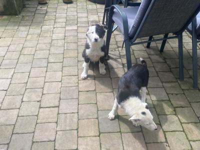 Border Collie pups