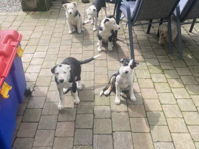 Border Collie pups