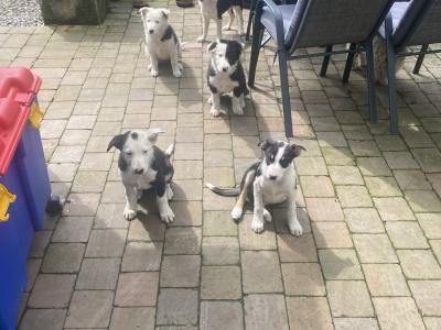Border Collie pups