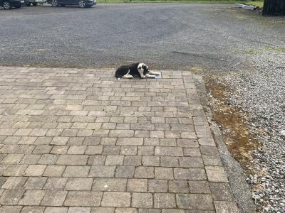 Border Collie pups