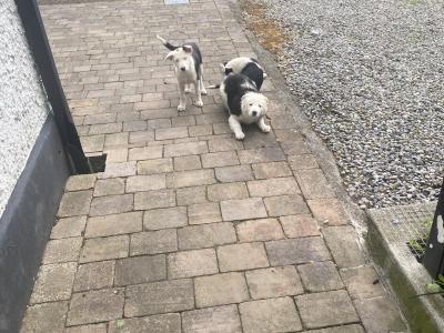 Border Collie pups