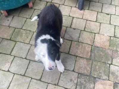 Border Collie pups