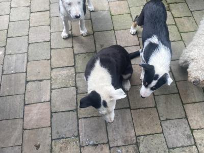 Border Collie pups