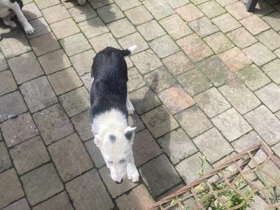 Border Collie pups