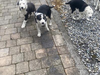 Border Collie pups