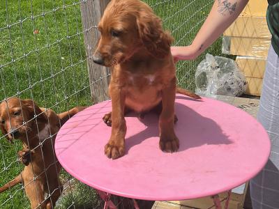 Irish Red Setter puppies in Tipperary