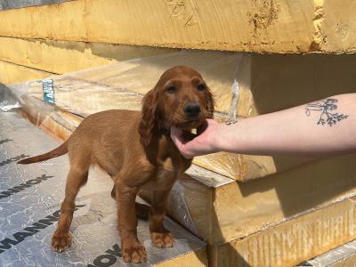 Irish Red Setter puppies in Tipperary