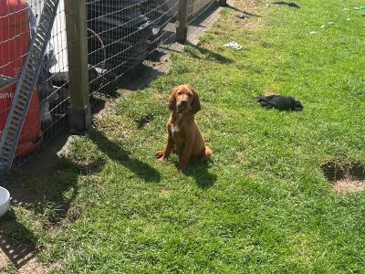 Irish Red Setter puppies in Tipperary