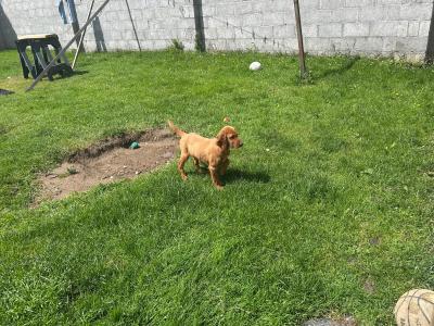 Irish Red Setter puppies in Tipperary