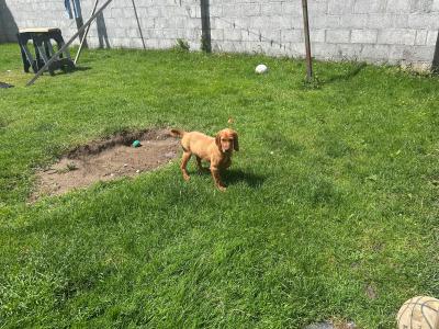 Irish Red Setter puppies in Tipperary