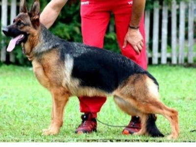 Top class female German Shepherd (Long Coat)