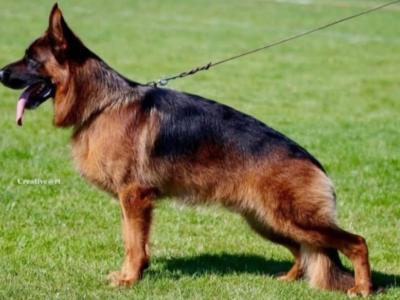 Top class female German Shepherd (Long Coat)
