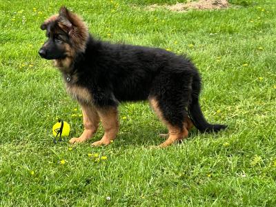 Top class female German Shepherd (Long Coat)