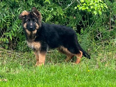 Top class female German Shepherd (Long Coat)
