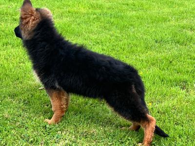 Top class female German Shepherd (Long Coat)