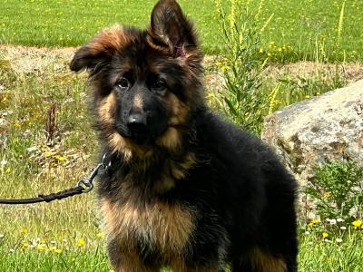 Top class female German Shepherd (Long Coat)
