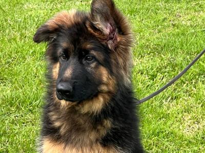 Top class female German Shepherd (Long Coat)