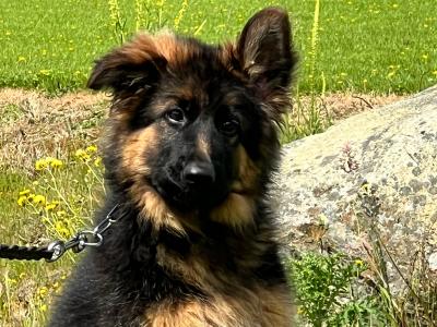 Top class female German Shepherd (Long Coat)