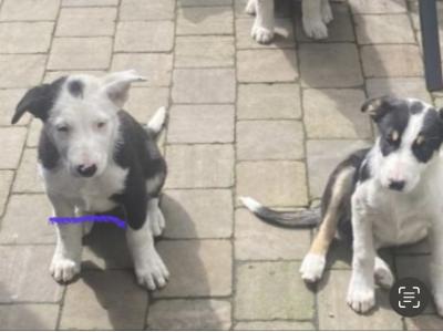Border Collie pups