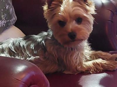 Yorkshire puppy for sale (Female)