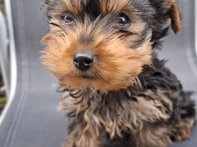 Yorkshire puppy for sale (Female)