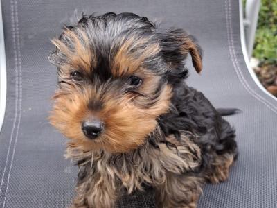Yorkshire puppy for sale (Female)