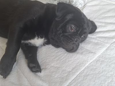 Pugzu