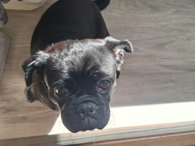 Pugzu
