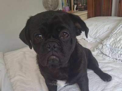 Pugzu