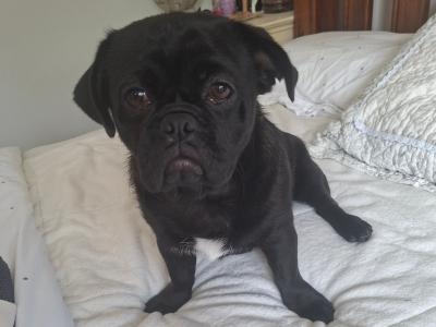 Pugzu male puppy 9 months old in Galway