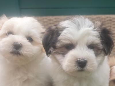 Stunning Coton Du Tuluer/Maltese Bewier puppies in Kerry
