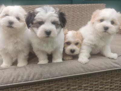 Stunning Coton Du Tuluer/Maltese Bewier Pups