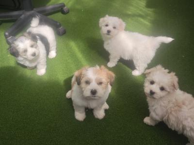 Stunning Coton Du Tuluer/Maltese Bewier Pups