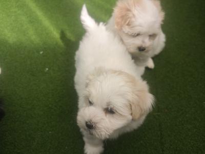 Stunning Coton Du Tuluer/Maltese Bewier Pups