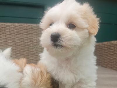 Stunning Coton Du Tuluer/Maltese Bewier Pups