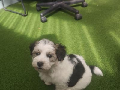 Stunning Coton Du Tuluer/Maltese Bewier Pups