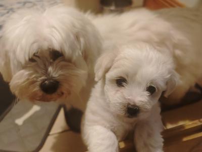 Stunning Coton Du Tuluer/Maltese Bewier Pups