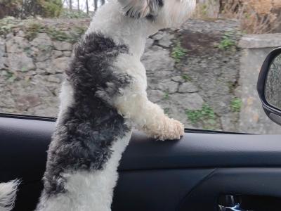 Stunning Coton Du Tuluer/Maltese Bewier Pups