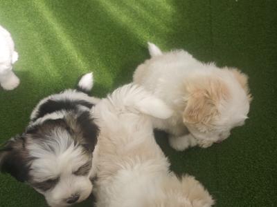 Stunning Coton Du Tuluer/Maltese Bewier Pups
