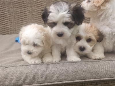 Stunning Coton Du Tuluer/Maltese Bewier Pups