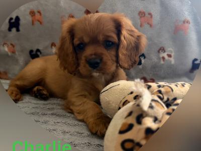 Cavalier King Charles Spaniel puppies in Kildare