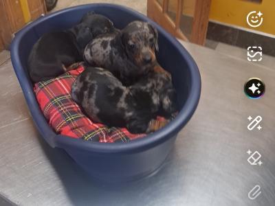 Miniature Dachshunds