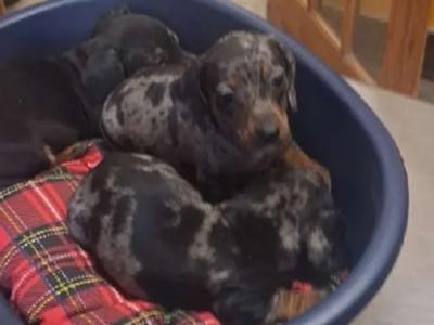IKC Registered Miniature Dachshund puppies in Laois