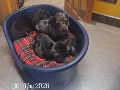 Miniature Dachshunds